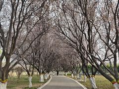 -石家庄市植物园