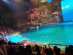 -芜湖新华联大白鲸海洋公园
