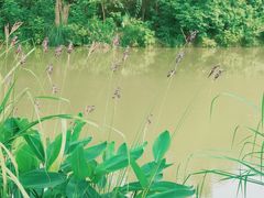 -白鹭湾湿地公园