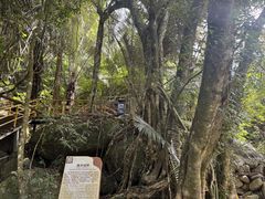 -霸王岭国家森林公园