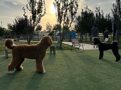 -爪吧宠物乐园 (温榆河示范区店)