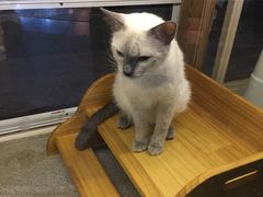 -吉丁鸟咖·异宠·寄养