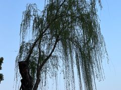 -黄兴公园
