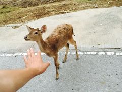 -清迈夜间动物园