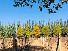 -安德鲁户外烧烤帐篷营地(马泉营店)