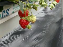 -青浦采草莓天天草莓园