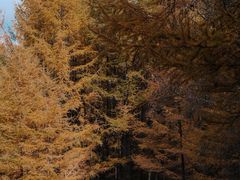 -苏木山森林公园