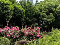 -西湖文化广场