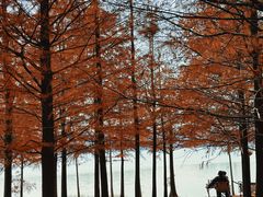 -上海海湾国家森林公园