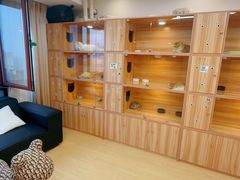 -猫十亿·布偶金渐层·曼基康矮脚猫舍(青年路店)