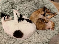 -有喵·猫咖·狗咖·30几只猫10只小狗(岗厦店)