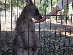 -费瑟代尔野生动物园