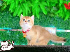 金渐层招财-糯米喵星人·撸猫猫舍咖啡馆(西市场嘉华店)