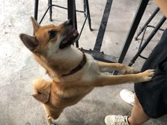 -柴犬高等学院·狗咖·柴犬售卖·宠物训练