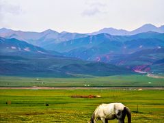 -祁连山草原