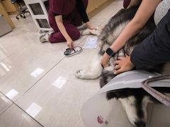-美联众合动物医院·24h京西诊疗中心