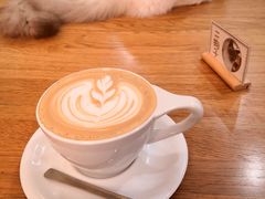 -滚猫咖啡·猫咖·猫友好撸猫(未来城店)