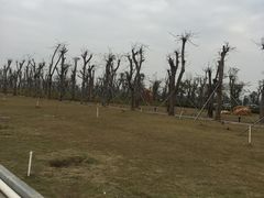 -芒洲湿地公园