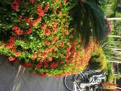 android_upload_pic-三亚亚龙湾凯莱仙人掌度假酒店