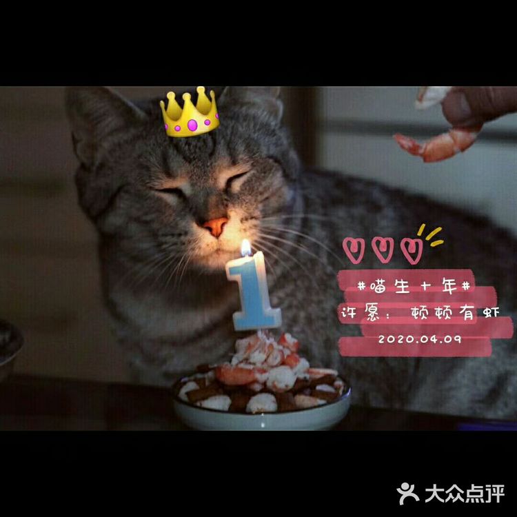 【在家撸猫】猫肉分割图·庖丁解猫
