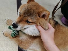 -逗柴咖啡屋·狗咖猫咖宠物桌游