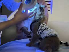 -美联众合动物医院·24h转诊中心