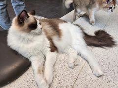 -飞行喵MR PILOT|猫舍·猫咖(静安大融城店)