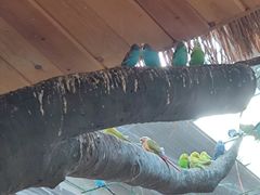 -南宫五洲植物乐园