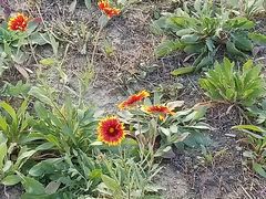 -青岛银沙滩温德姆至尊酒店