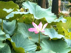 -国家植物园南园