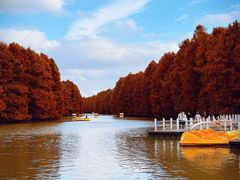 -上海海湾国家森林公园