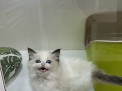 -青奢宠物·青奢猫舍