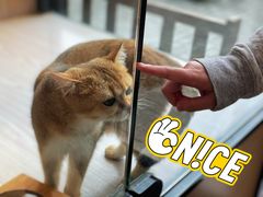 -袖虎猫馆(十亩地店)