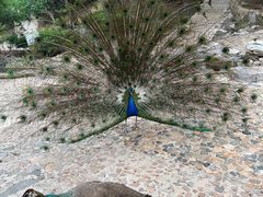 -燕塞湖鸟语林景区