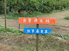 -前小桔亲子创意农场·草莓采摘·露营烧烤