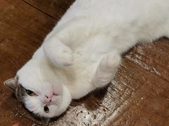 -喵园·猫主题咖啡厅·撸猫·猫咖(国贸店)