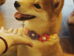 -豆柴町-柴犬主题狗咖(红鼎国际C座店)