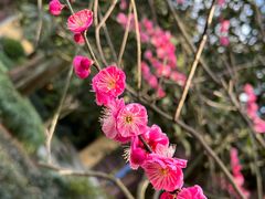 -慧因高丽寺