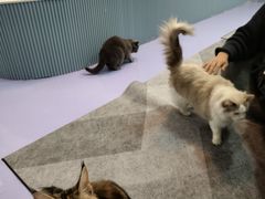 -1013 PET SHOP 宠物商店(近铁城市广场店)