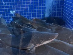 -香山湖渔家大院