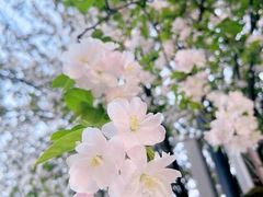 -山与蓝·轻糖鲜果蛋糕(勒泰店)