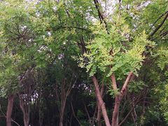 -大兴滨河森林公园