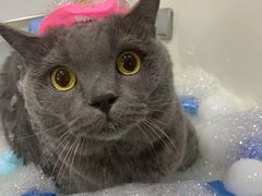 -车接车送·寄养洗护·德文猫舍(大宁店)