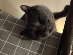 -海边的猫和咖啡馆