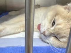-中农国际动物医院24小时·猫科·骨科·急重症中心