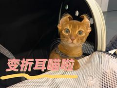 -三花喵·撸猫购宠·宠物生活馆(虹桥南丰城店)