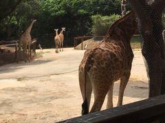 -深圳野生动物园