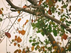 -昆山城市生态森林公园