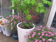 -金陵花卉交易市场