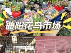 -曲阳花鸟市场(曲阳路店)